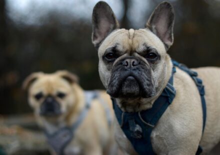 KONG dog harness