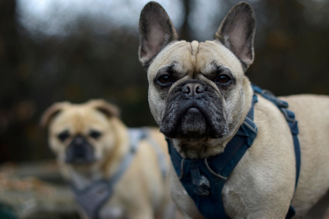 Kong Harness: Your 2026 Guide to Safety and Comfort