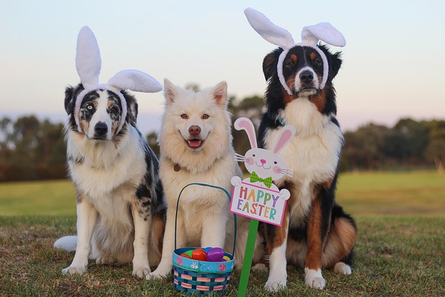 A litter of Australian Shepherd mix puppies