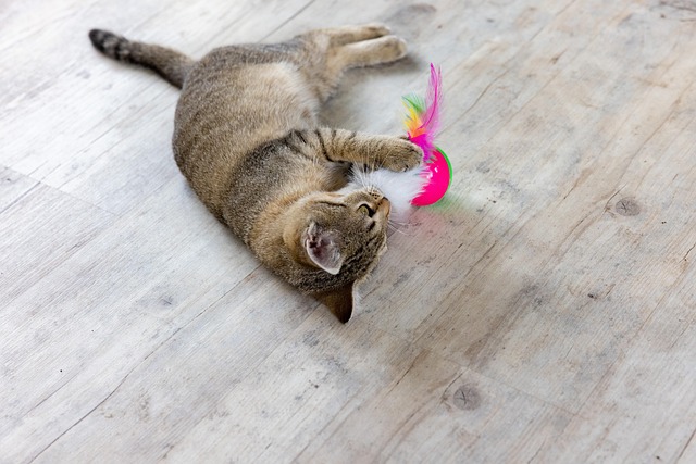 A Lykoi cat playing with a feather wand, demonstrating its active and engaging nature.