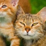 male cat nipples close up
