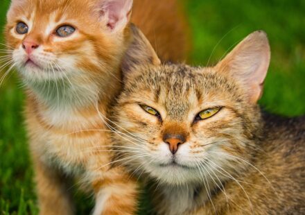 male cat nipples close up