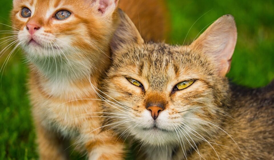 male cat nipples close up