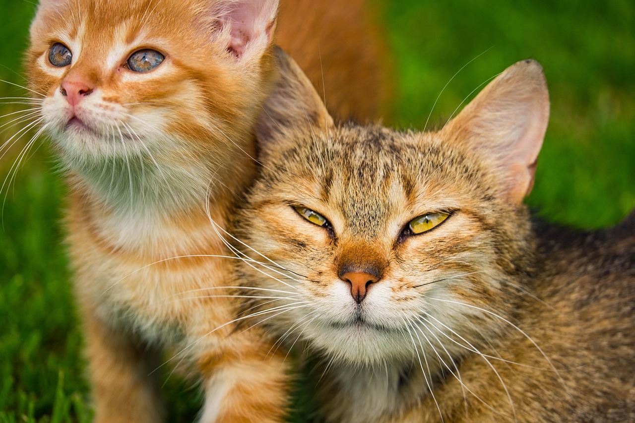 Do Boy Cats Have Nipples? Understanding Feline Anatomy