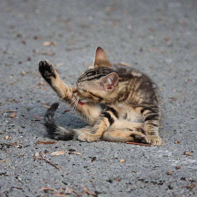 Mobile cat grooming van parked outside a home