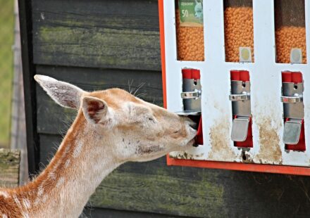 modern automatic cat feeder