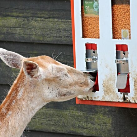 modern automatic cat feeder