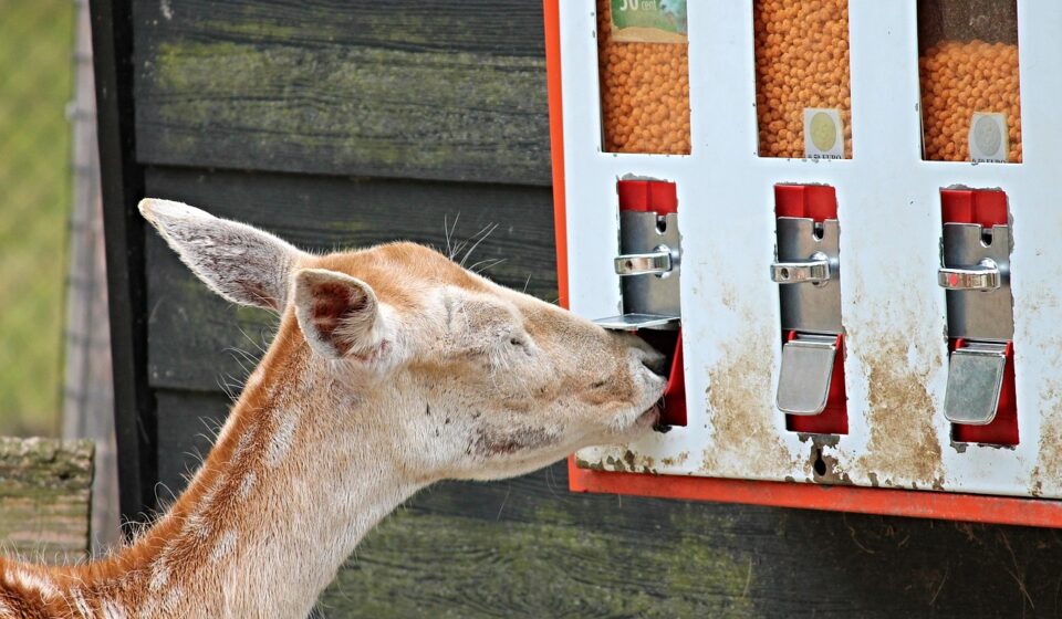 modern automatic cat feeder