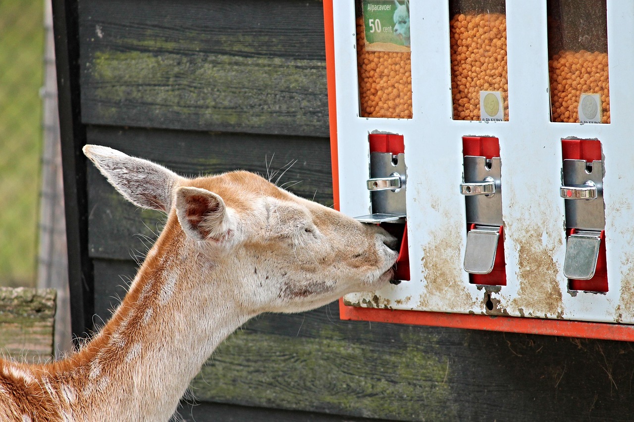 Best Automatic Cat Feeders of 2026: Keep Your Feline Fed