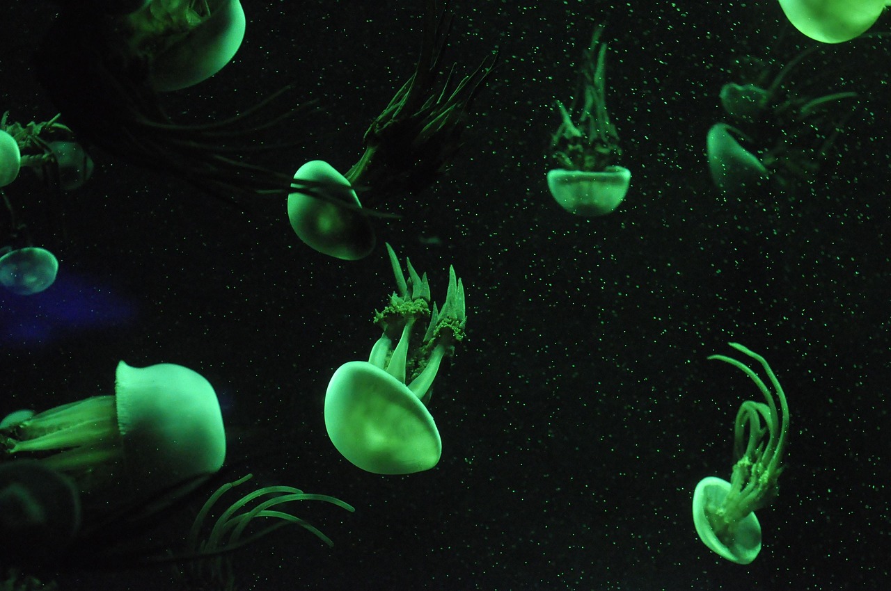 Nerite Snails: Your 2026 Guide to Aquarium Algae Eaters