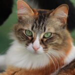 orange and white cat