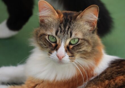 orange and white cat