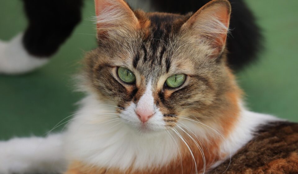 orange and white cat