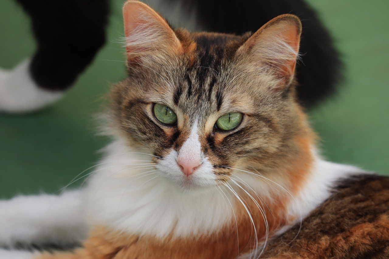 Orange and White Cat: Your 2026 Guide to These Colorful Felines