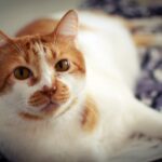 orange and white cat