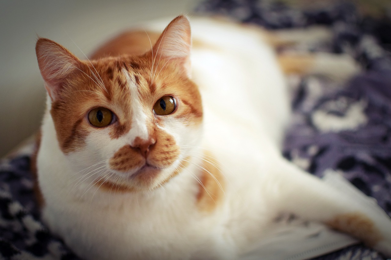 Orange and White Cat: Your 2026 Guide to Their Charm