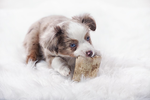 Person teaching an Australian Shepherd mix dog to sit