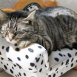 pet natural wellness