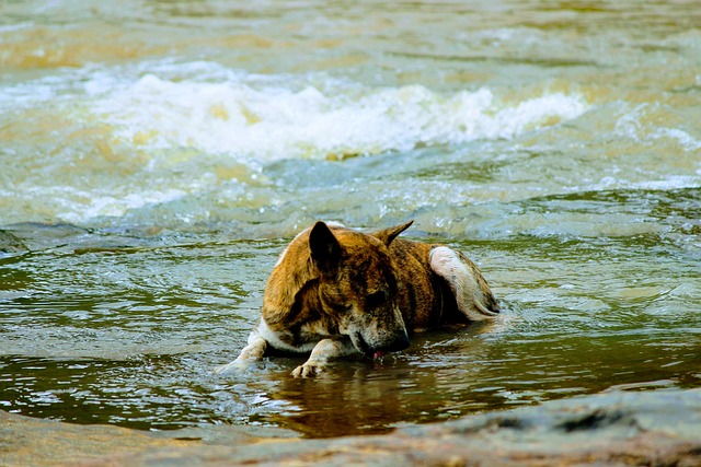 A pet water fountain providing fresh, circulating water for a cat