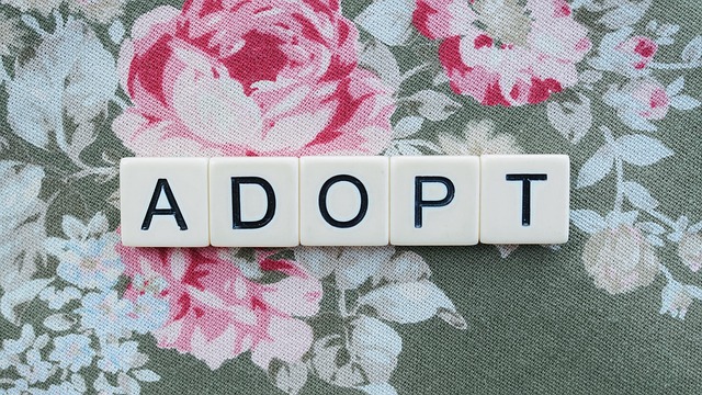 PetSmart adoption center with cats in kennels