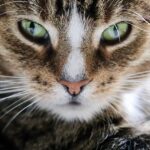 PetSmart adoption center cat