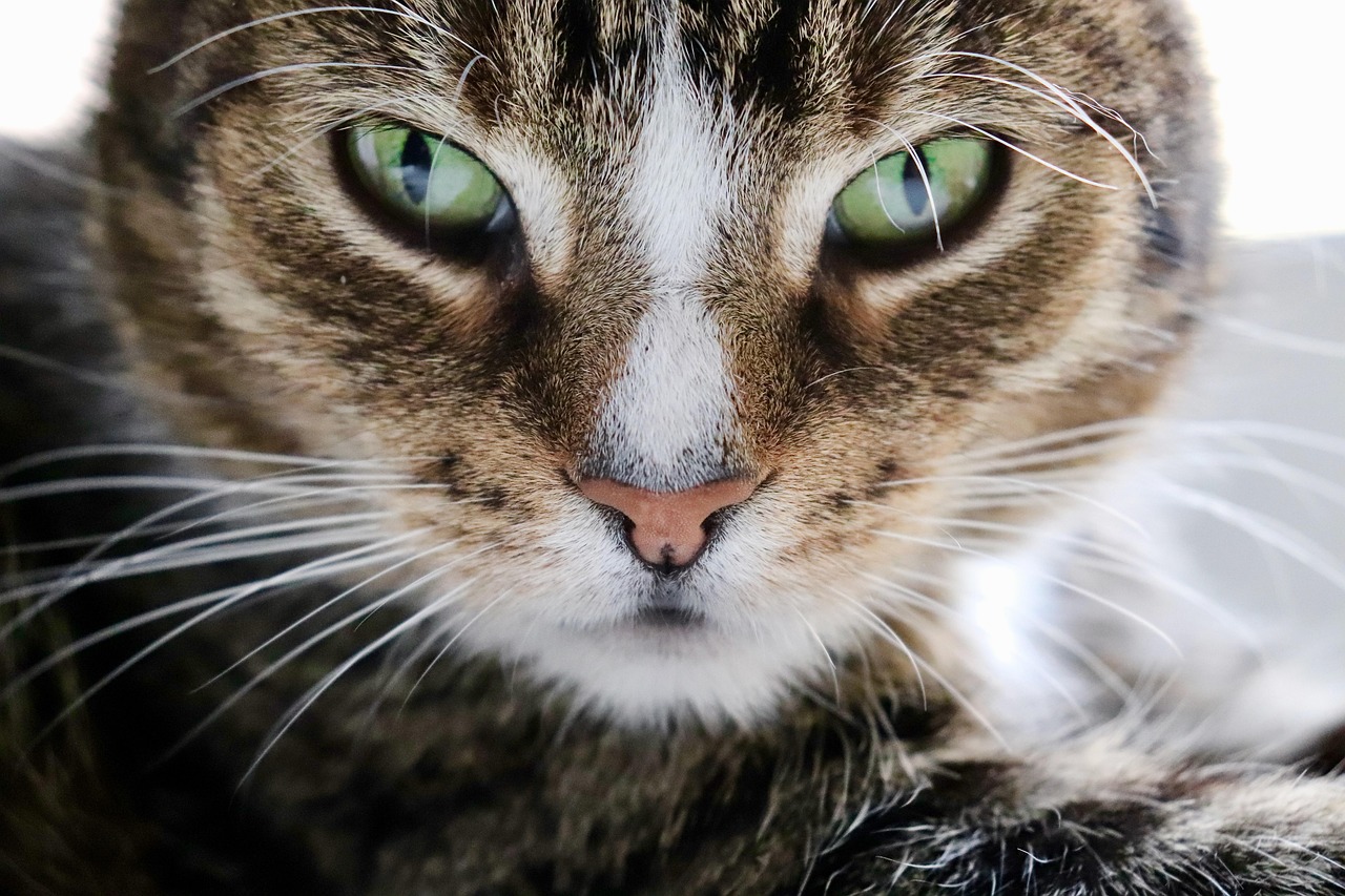 PetSmart Adoptable Cats: Your 2026 Guide to Finding a Feline Friend