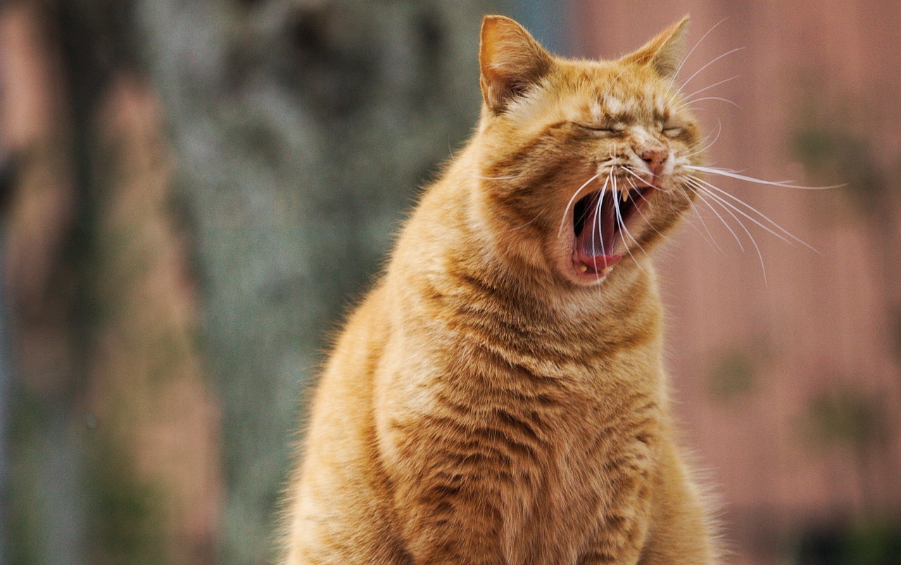 PetSmart Cat Trees: Your 2026 Guide to Climbing, Lounging, and Play
