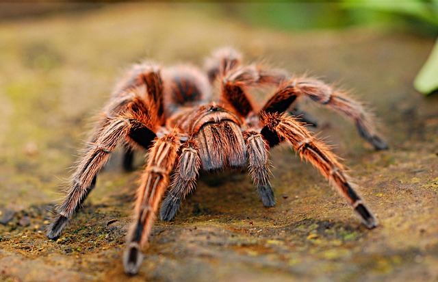 A pink toe tarantula perched on a cork bark hide in its terrarium.
