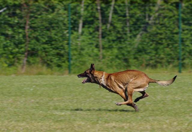 A powerful Belgian Malinois demonstrating agility during training.