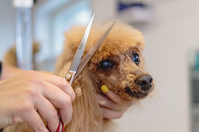 A professional cat groomer gently trimming a long-haired cat's fur in a clean grooming salon.