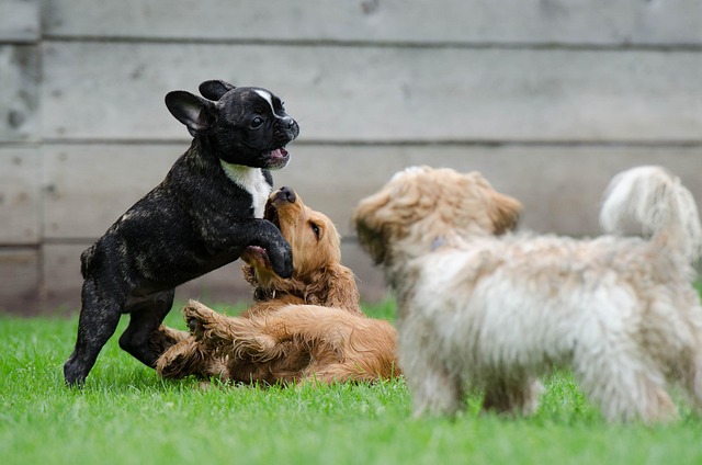 Puppy playing in a clean, safe yard