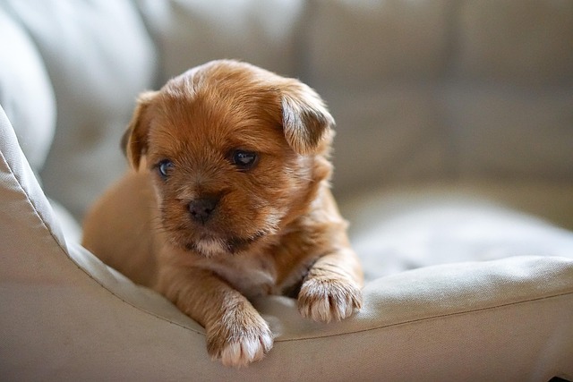 Puppy resting comfortably after a vet visit