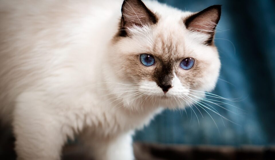 ragdoll cat colors chart