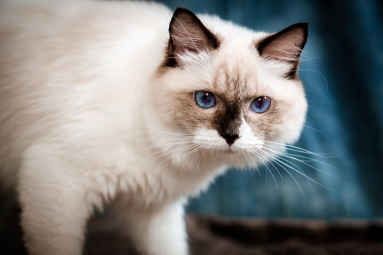 Ragdoll Colors: Understanding the Stunning Shades and Patterns of 2026