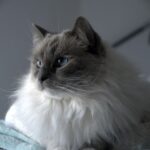 ragdoll cat colour chart