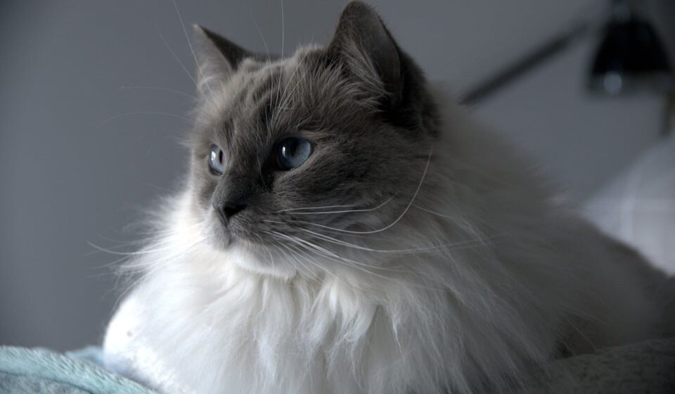 ragdoll cat colour chart