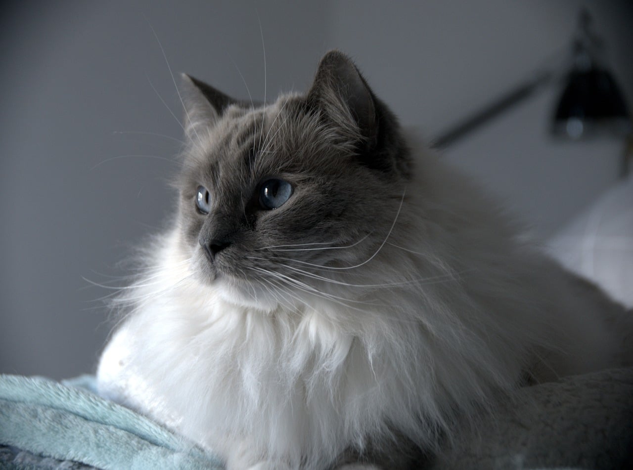 Ragdoll Cat Colouring: A Comprehensive Guide to Patterns