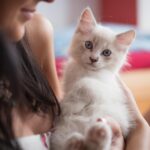 ragdoll cat colours