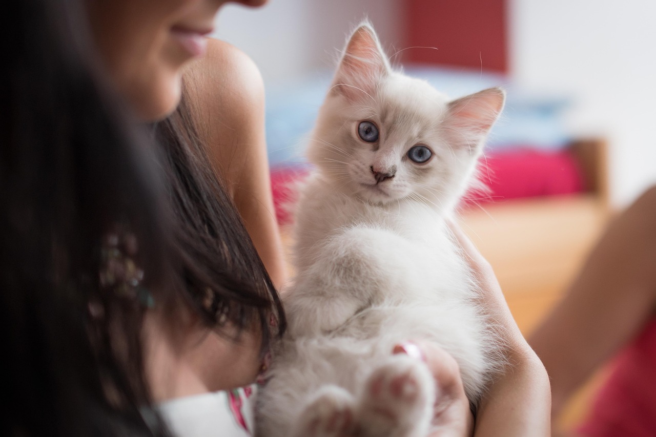Ragdoll Colouring Explained: Beyond the Blue Eyes in 2026