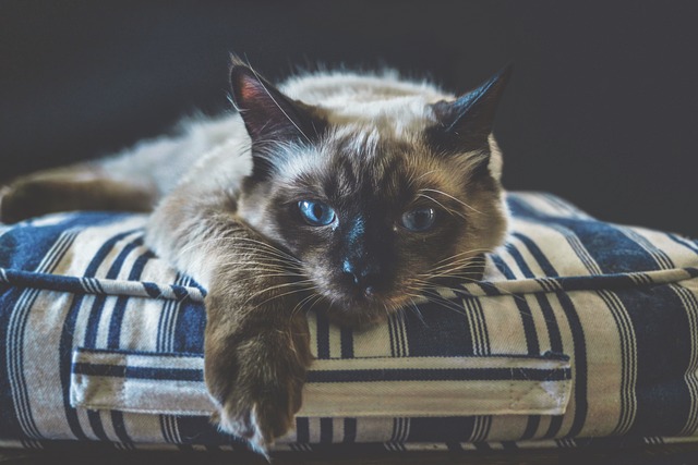 A Ragdoll cat with dark seal point colouring, highlighting its deep blue eyes. (ragdoll colouring)