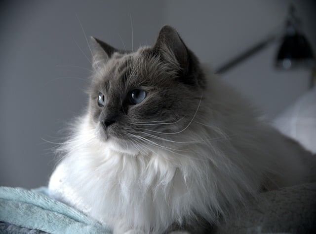 A Ragdoll cat showing the mitted pattern with white paws and a white chin.