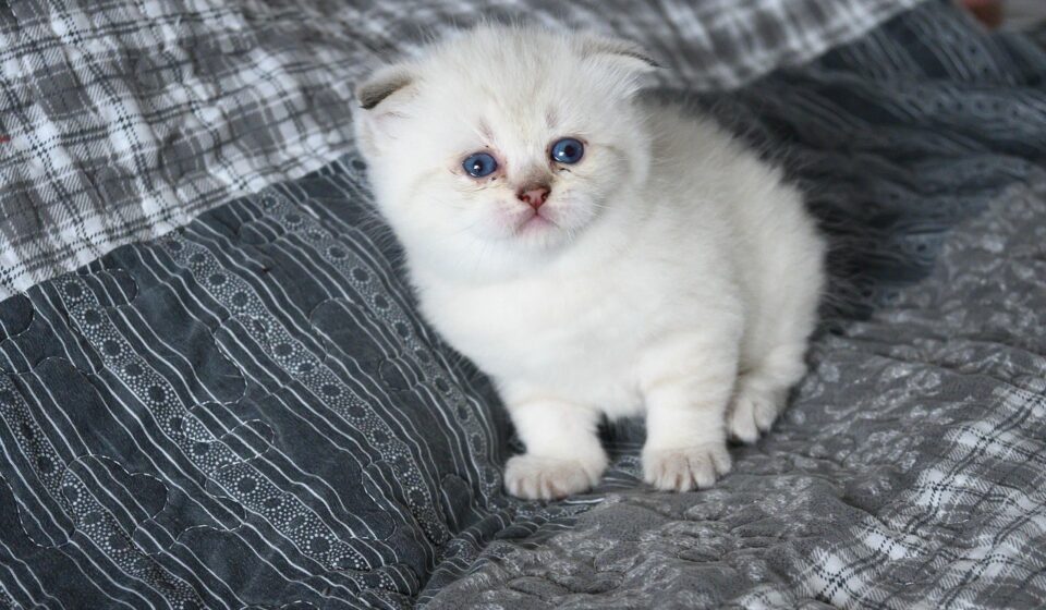 Scottish Fold cat face