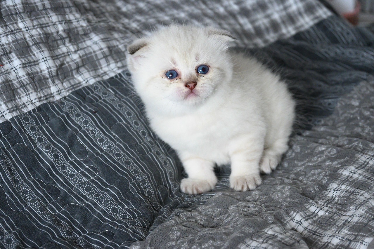 Folded Ear Cat Breeds: The Surprising Truth About Their