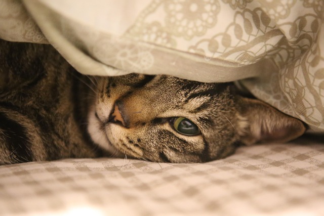 Senior cat resting on a soft, elevated bed