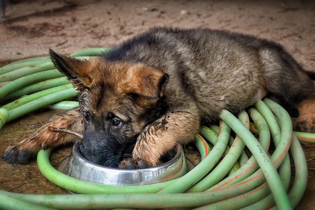 A senior German Shepherd mix resting comfortably