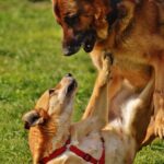 shepherd mix dog playing