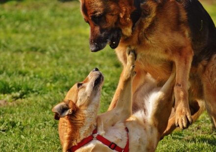shepherd mix dog playing