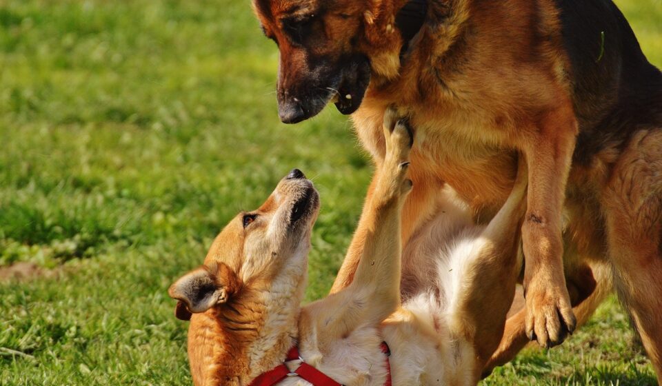 shepherd mix dog playing