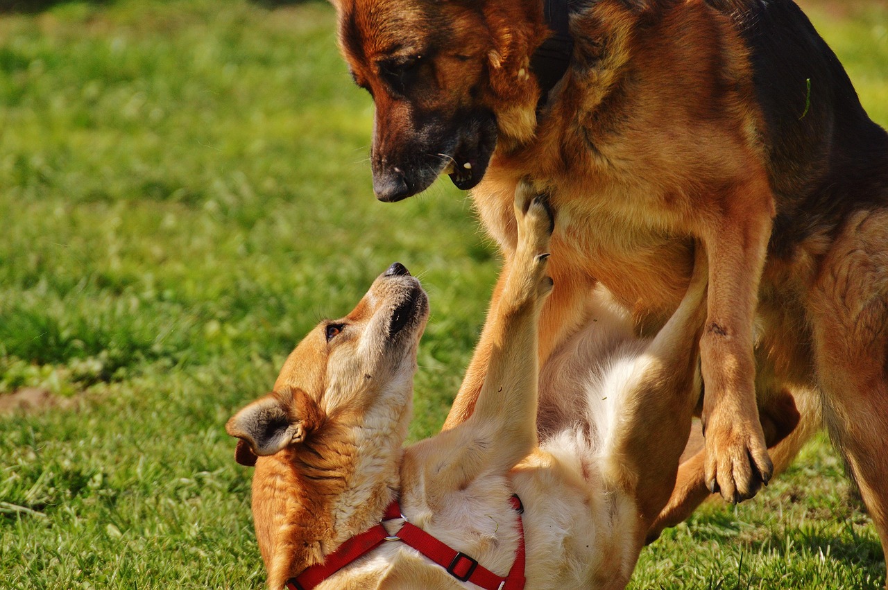 Shepherd Mix Dog Breeds: Your Guide to These Intelligent Companions