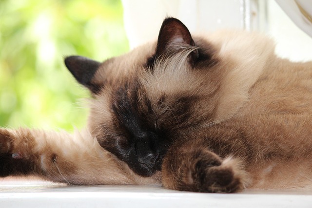 A Siamese cat sleeping on its side with its legs extended and tail curled.